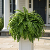 Artificial Fern Full Draping Boston Fern That Never Fades Or Needs Watering - Image 1