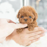 Interactive Robot Puppy Toy That Walks Sits Barks And Wags Its Tail For Kids - Image 4