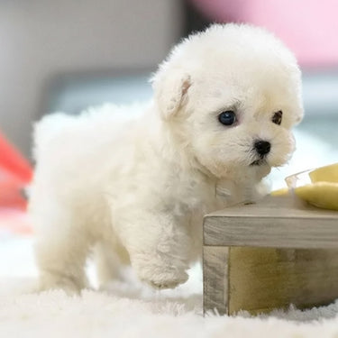 Interactive Robotic Puppy With Touch And Sound Response Lifelike Walking Barking And Tail Wagging Toy - Image 2
