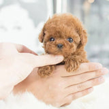 Interactive Robotic Puppy With Touch And Sound Response Lifelike Walking Barking And Tail Wagging Toy - Image 4
