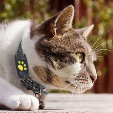 Meownav GPS Cat Tracker Collar For Real-Time Location Monitoring - Image 4