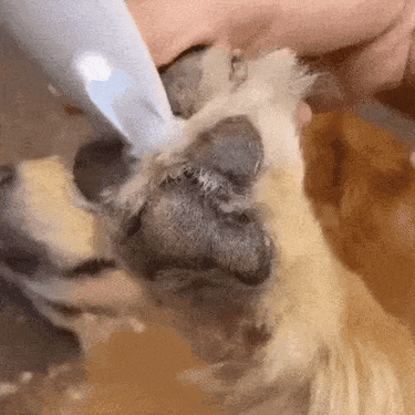 Silent Pet Trimmer For Dogs And Cats Ultra-Quiet Hair Clipper For Sensitive Paws And Face - Image 9